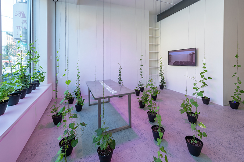 Spirit Molecule III, 2018–2019. Genetic materials, psychoactive plants (morning glories, passion flower, and tobacco), video. Photo by Adam Reich