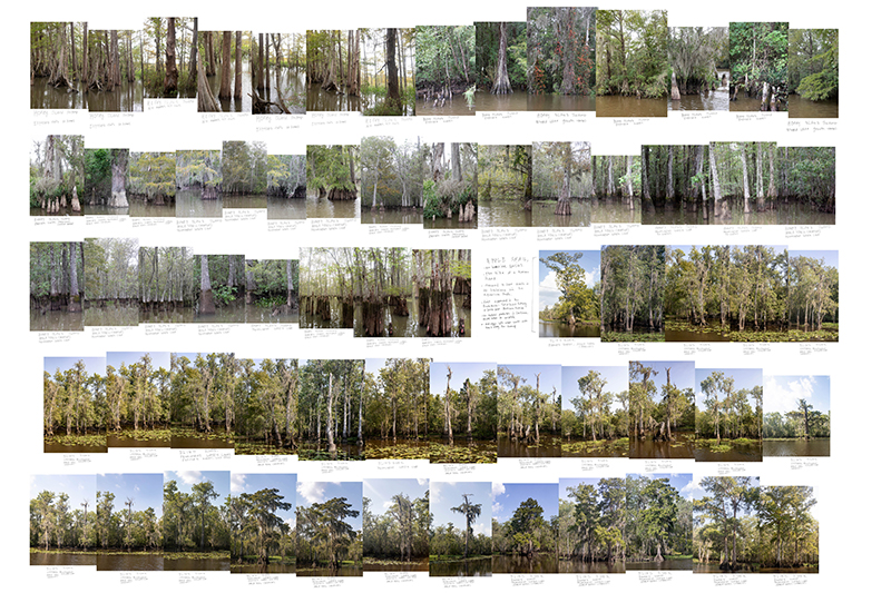 Caroline Sinders, Cypress Trees: A Beginning (2021) is a dataset of the US gulf-coast tree Bald Cypress, whose very existence is currently put at risk by shifting weather patterns. In this machine-learning-generated moving-image piece, Sinders seeks answers to larger urgent issues of deforestation and climate change by interrogating the potential role of AI in facing the crisis.